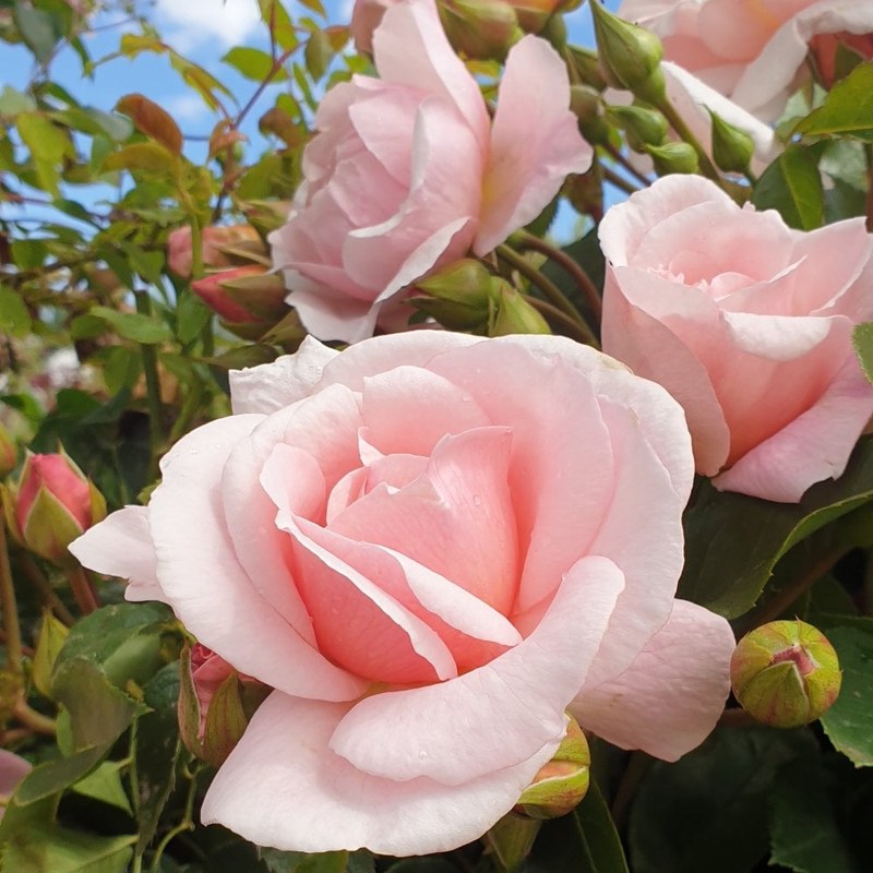 牛津药草园玫瑰月季 牛津药草园玫瑰Oxford Physic Rose