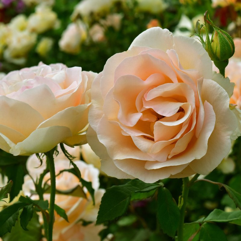 丘吉尔玫瑰月季 丘吉尔玫瑰The Churchill Rose