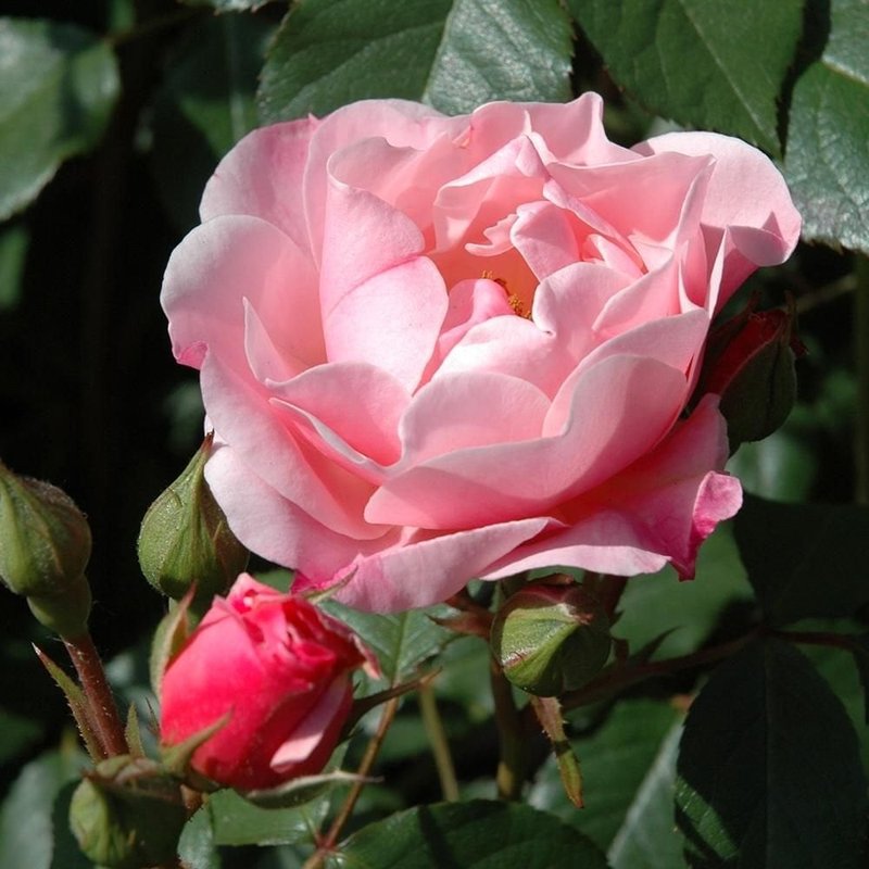 基蒂的玫瑰月季 凯蒂的玫瑰Kitty's Rose