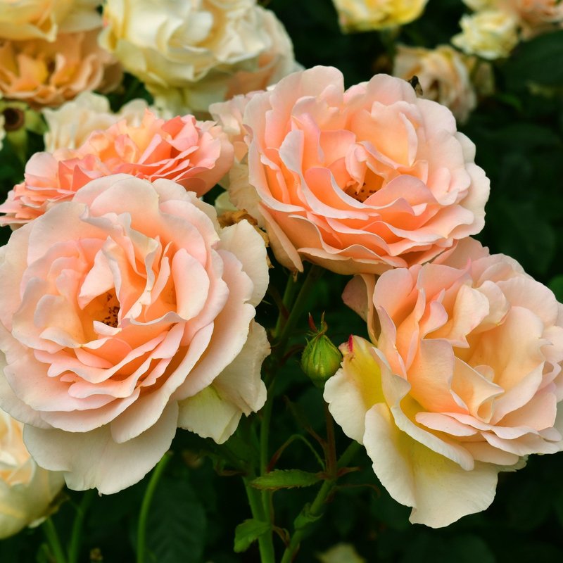 丘吉尔玫瑰月季 丘吉尔玫瑰The Churchill Rose
