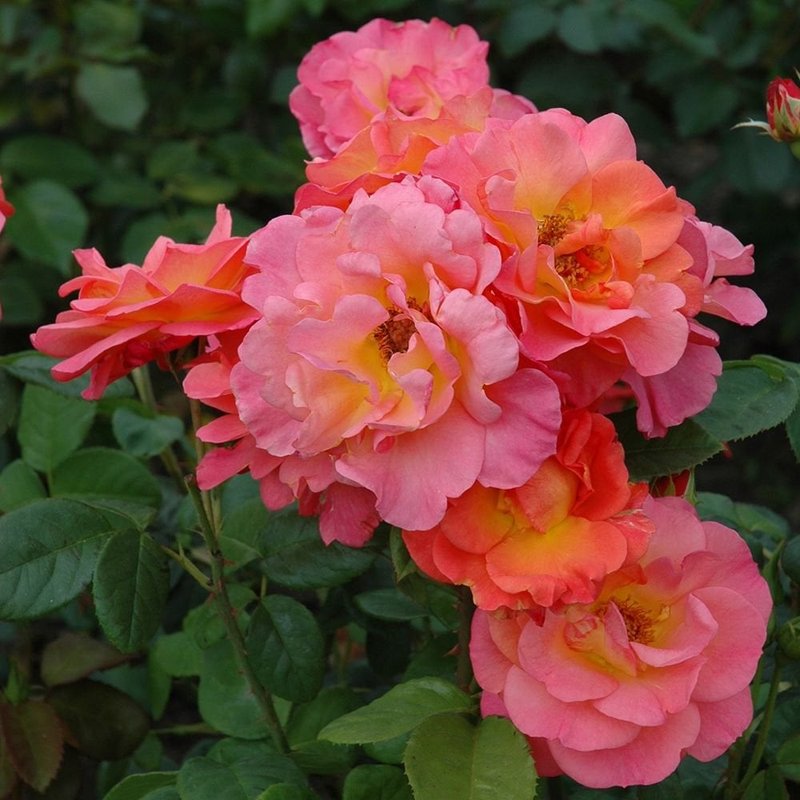 伊芙琳梅月季 五月伊芙琳 Evelyn May
