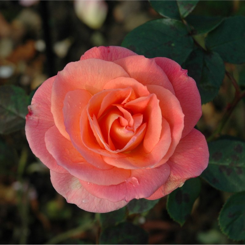 伊芙琳梅月季 五月伊芙琳 Evelyn May