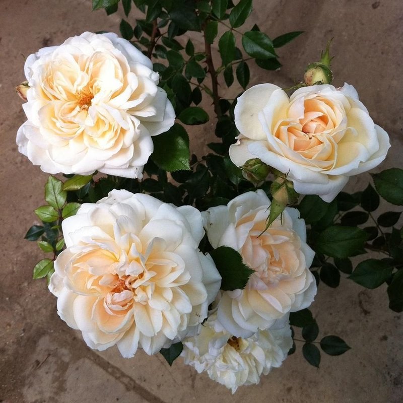 女王禧年玫瑰月季 女王禧年玫瑰Queen's Jubilee Rose