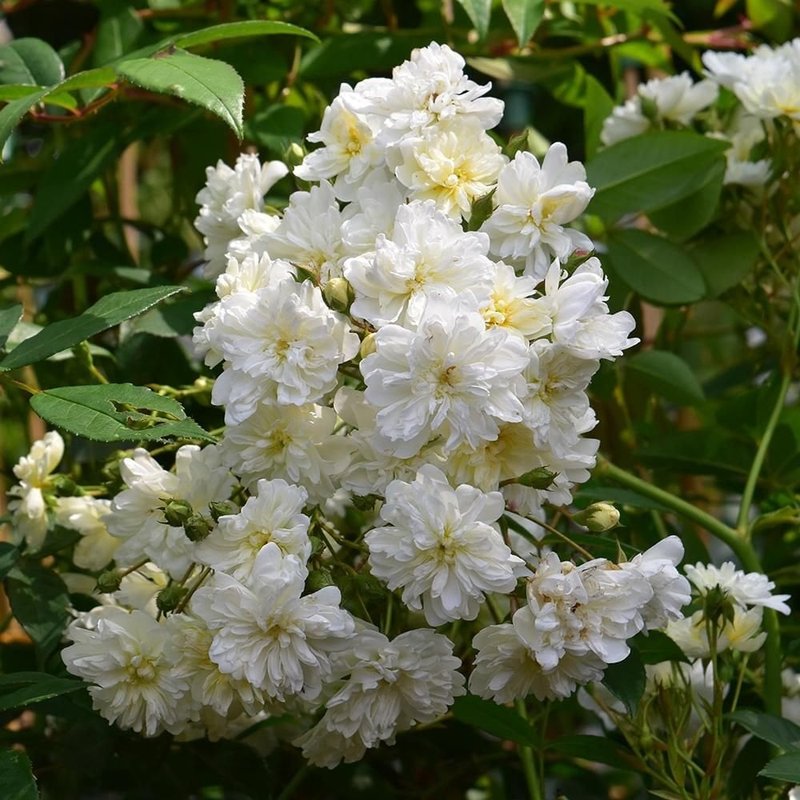 曼宁顿瀑布Mannington Cascade