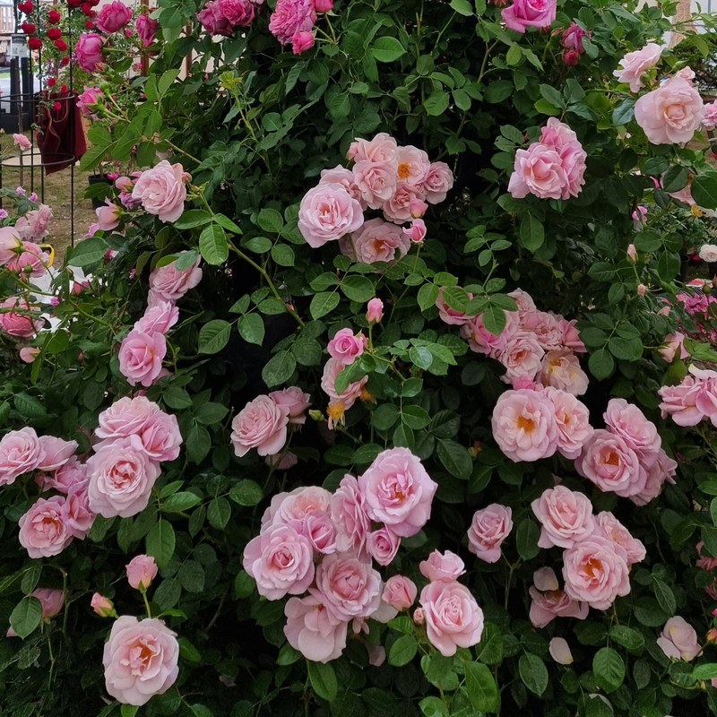 牛津药草园玫瑰月季 牛津药草园玫瑰Oxford Physic Rose
