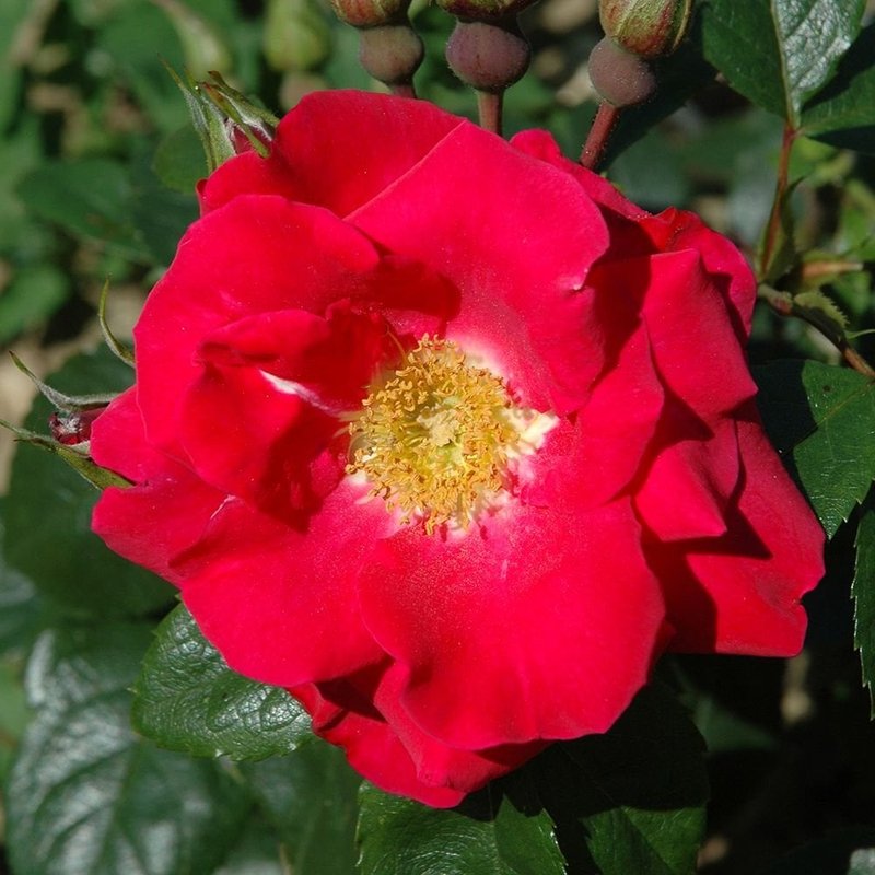丘顿玫瑰月季 丘顿玫瑰Chewton Rose