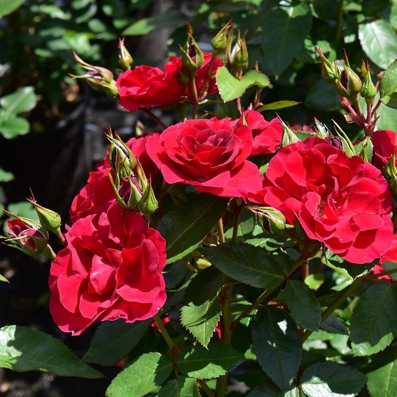 弗兰德斯玫瑰月季 弗兰德斯玫瑰Flanders Rose