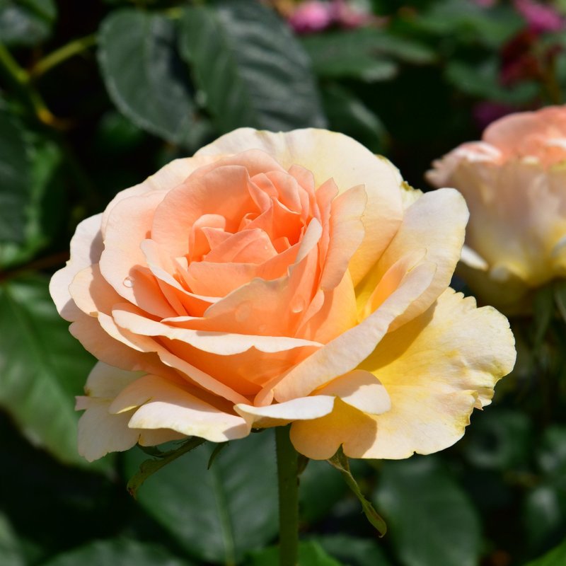 丘吉尔玫瑰月季 丘吉尔玫瑰The Churchill Rose