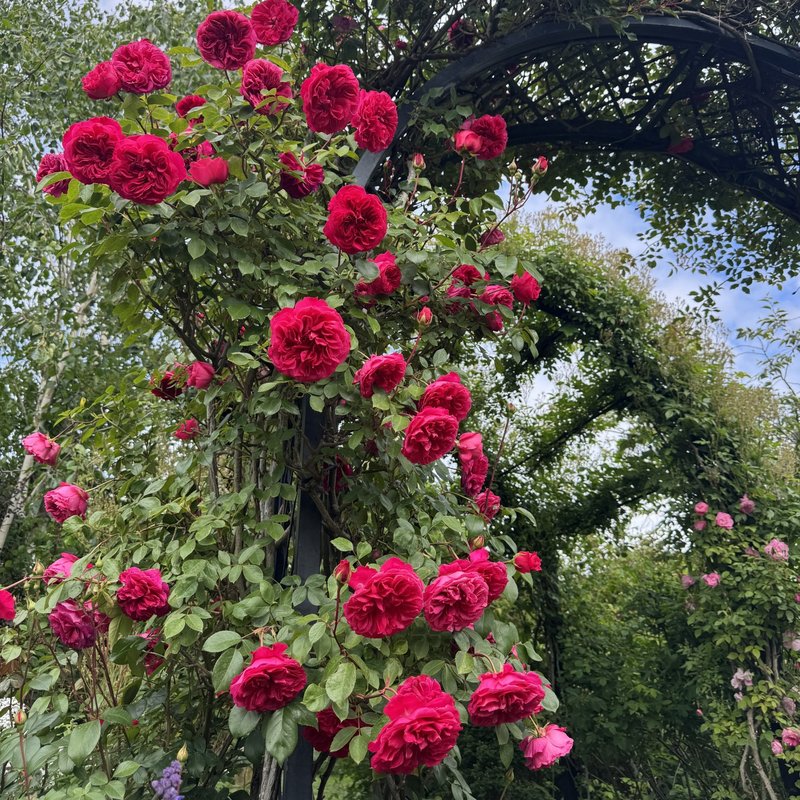 艾佛玫瑰月季 艾佛的玫瑰Ivor's Rose