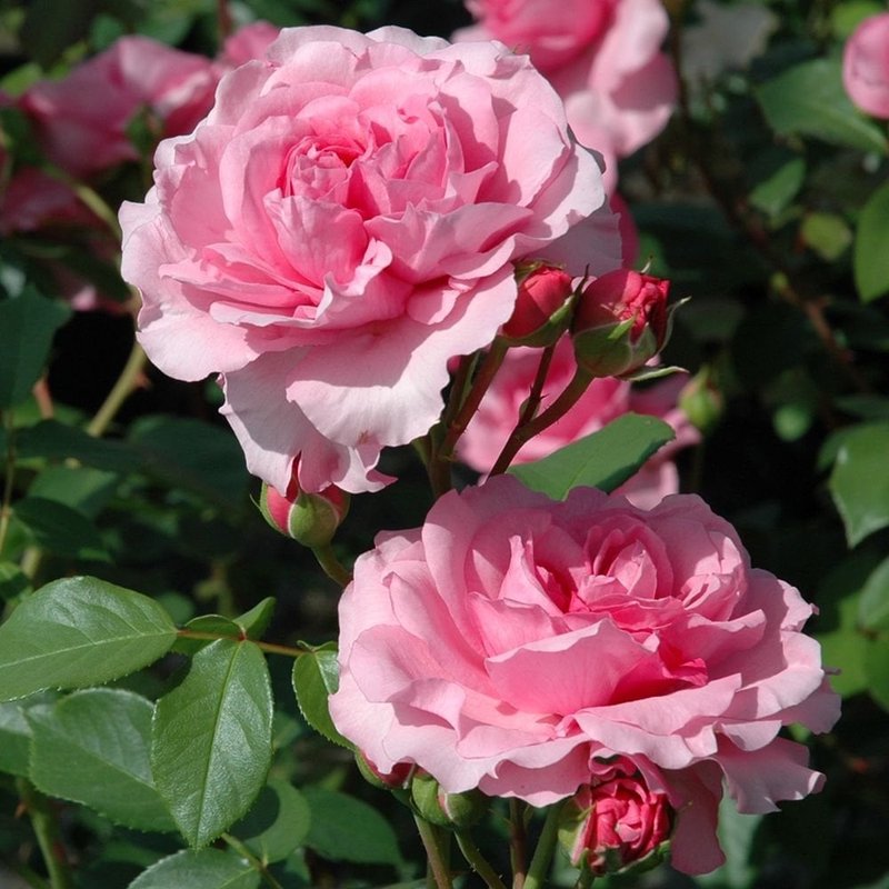 珀斯玫瑰月季 珀斯玫瑰The Perse Rose