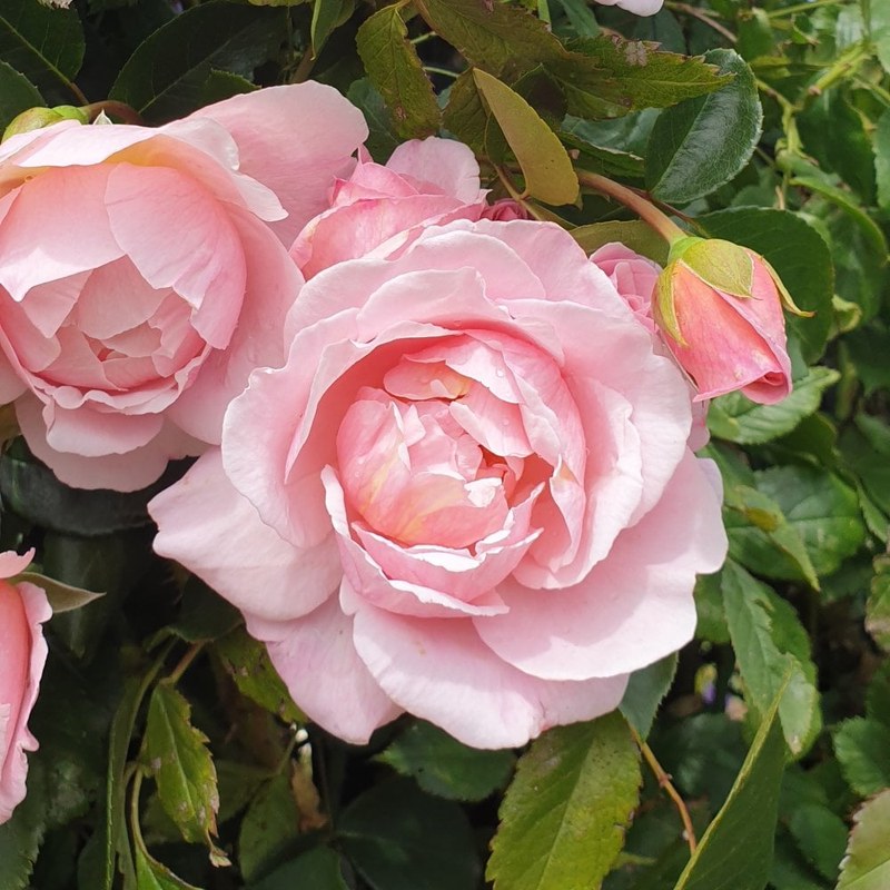 牛津药草园玫瑰月季 牛津药草园玫瑰Oxford Physic Rose