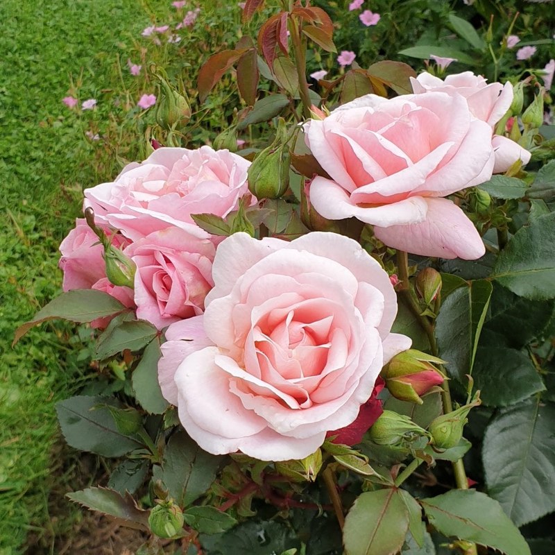 牛津药草园玫瑰月季 牛津药草园玫瑰Oxford Physic Rose