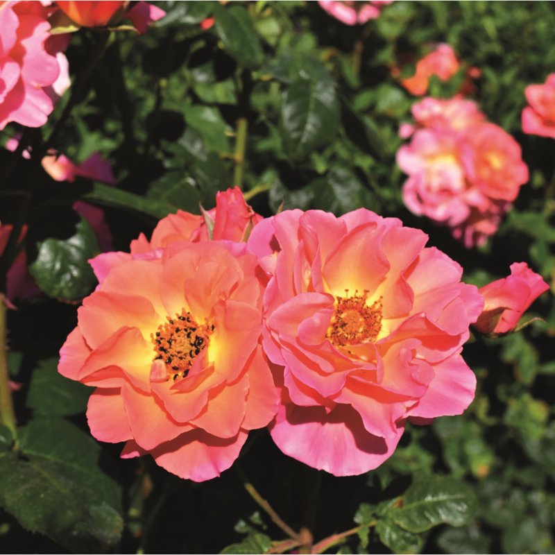 伊芙琳梅月季 五月伊芙琳 Evelyn May