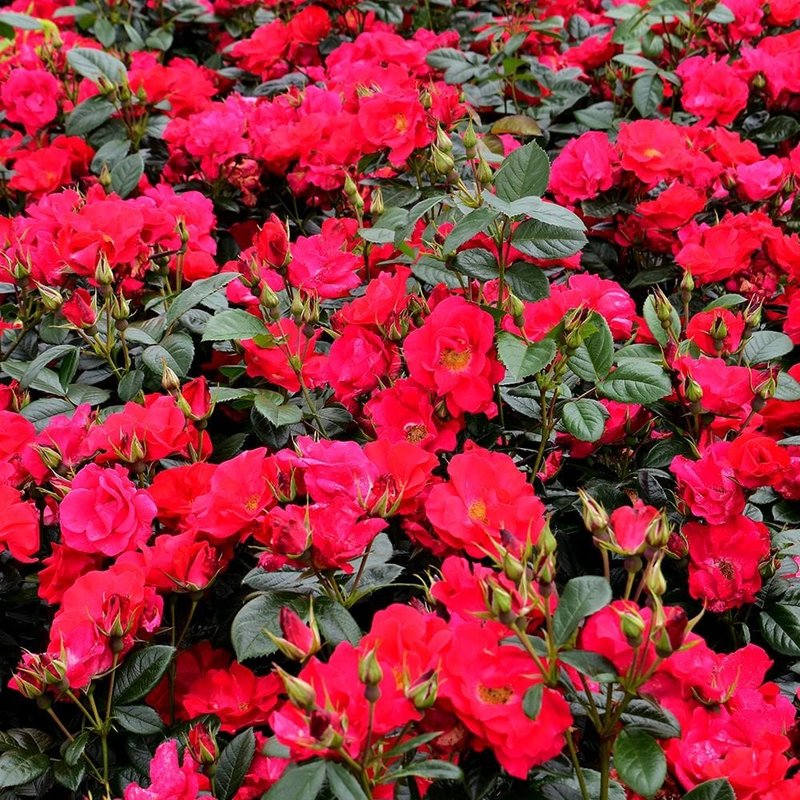 丘顿玫瑰月季 丘顿玫瑰Chewton Rose