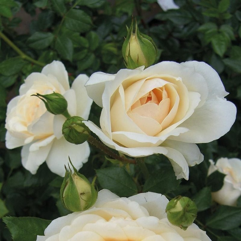 女王禧年玫瑰月季 女王禧年玫瑰Queen's Jubilee Rose