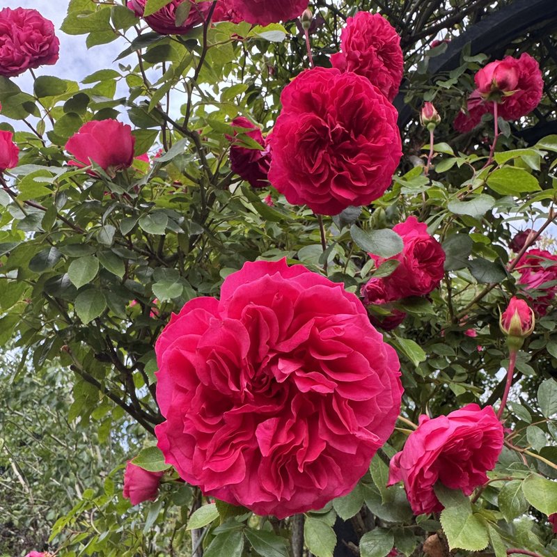 艾佛玫瑰月季 艾佛的玫瑰Ivor's Rose