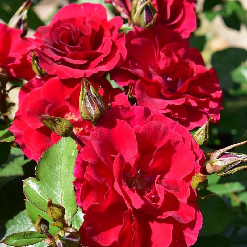 弗兰德斯玫瑰月季 弗兰德斯玫瑰Flanders Rose