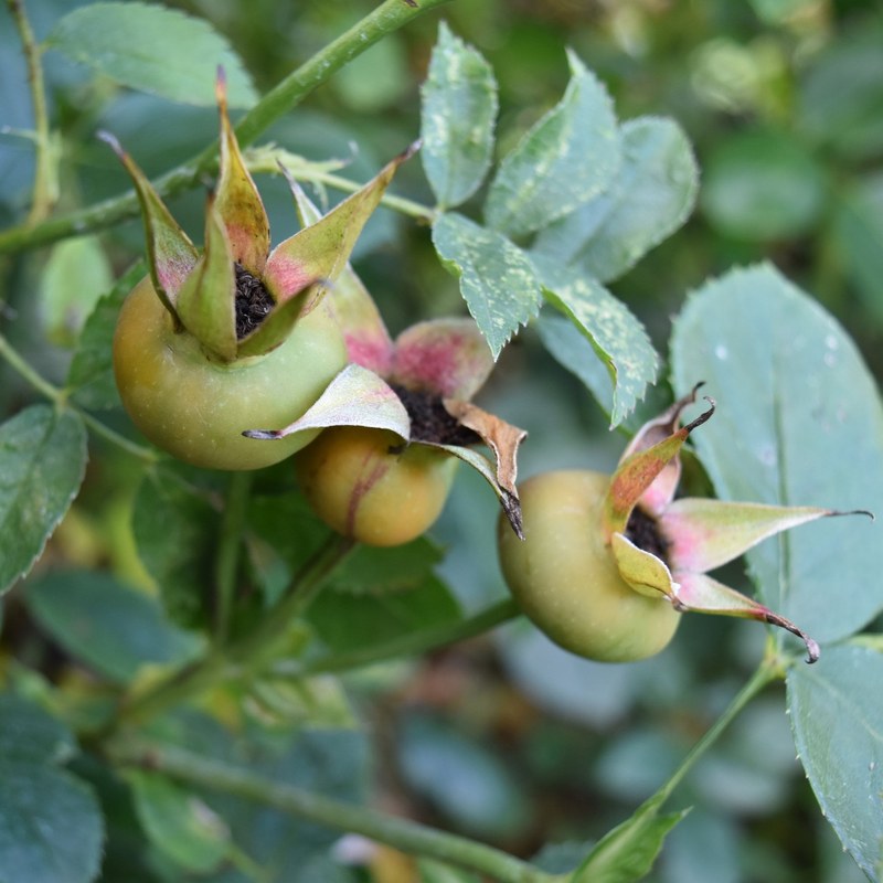 牛津药草园玫瑰月季 牛津药草园玫瑰Oxford Physic Rose
