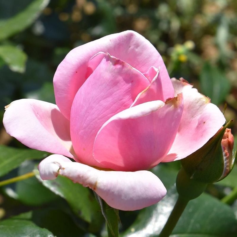 圣卢克之珠月季 圣卢克之珠Pearl of St. Luke's