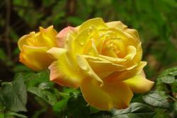 藤本黄和平(Yellow Peace)