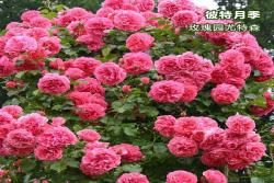 玫瑰园尤特森(Uetersen)