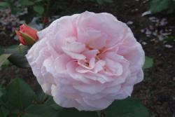 什罗普郡一少年(A Shropshire lad)
