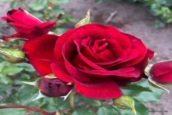 皇家红 Royal Red