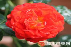 明星卡门Starlet® Rose Carmen