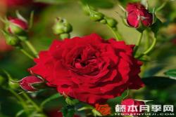明星纳塔莉Starlet® Rose Natalie