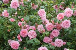 草莓山(Strawberry Hill)