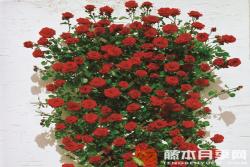桑塔纳Santana