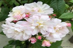甜蜜剪影Sweet Siluetta