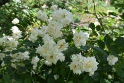 繁荣Prosperity