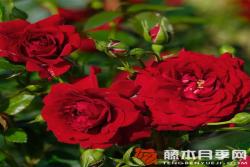 明星纳塔莉Starlet® Rose Natalie