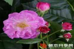 四季罗莎莉Perennial Rosali