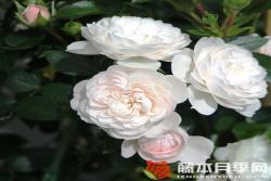 明星艾琳娜Starlet® Rose Alina