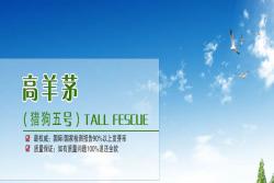 高羊茅种子(护坡)