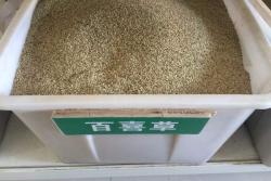 进口白喜草