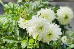 [天赞菊]天赞菊图片_花期_品种_养护管理