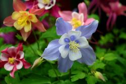 [耧斗菜]耧斗菜花期_种子播种方法