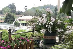 [多花素馨]多花素馨图片_花期