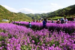 蓝香芥