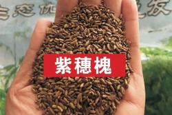 常用的护坡灌木种子有哪些？