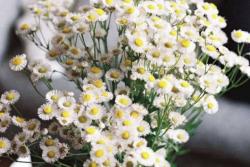 看了心情会变好的鲜花品种都有哪些