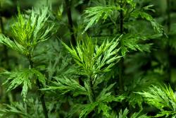 艾草的功效与作用有哪些