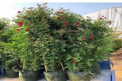 甜蜜红木香花树苗多少钱一棵