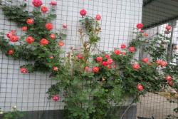 真正四季开花的十大藤本月季
