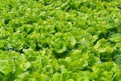 生菜什么时候种(生菜的简单种植方法)