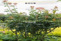 月季开完花怎样修剪