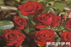 红酒月季怎么样